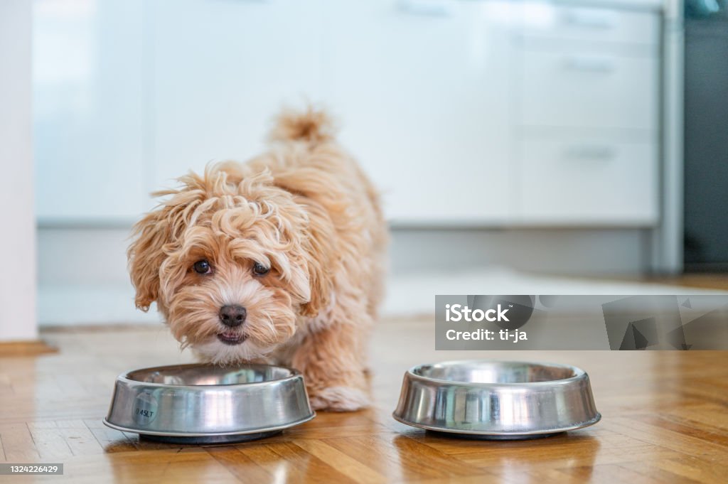 little cute maltipoo puppy